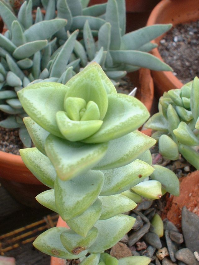 Crassula-rupestris.jpg