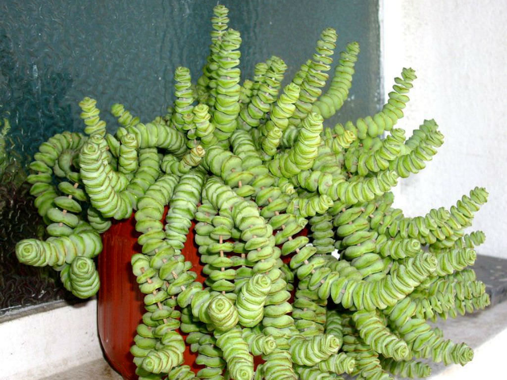 Crassula-rupestris-subsp.-marnieriana-Jade-Necklace1.jpg