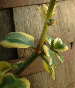 crassula.sarmentosa.harv.f.variegata.jpg