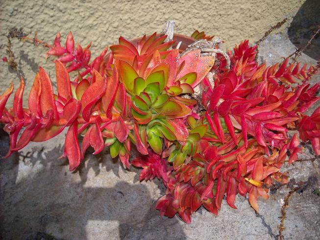 crassula3.jpg