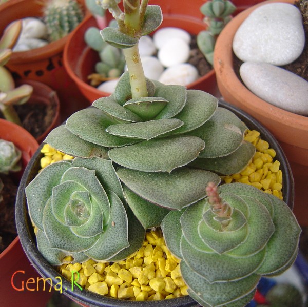crassula_01_04_07.jpg