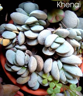 crassula_31.jpg