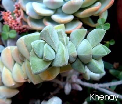 crassula_61.jpg