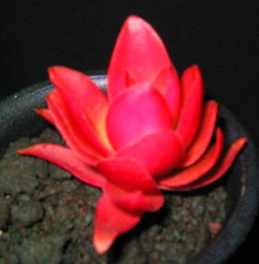 crassula_americana_flame.jpg