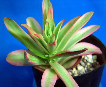 crassula_americana_flame_variegata.jpg