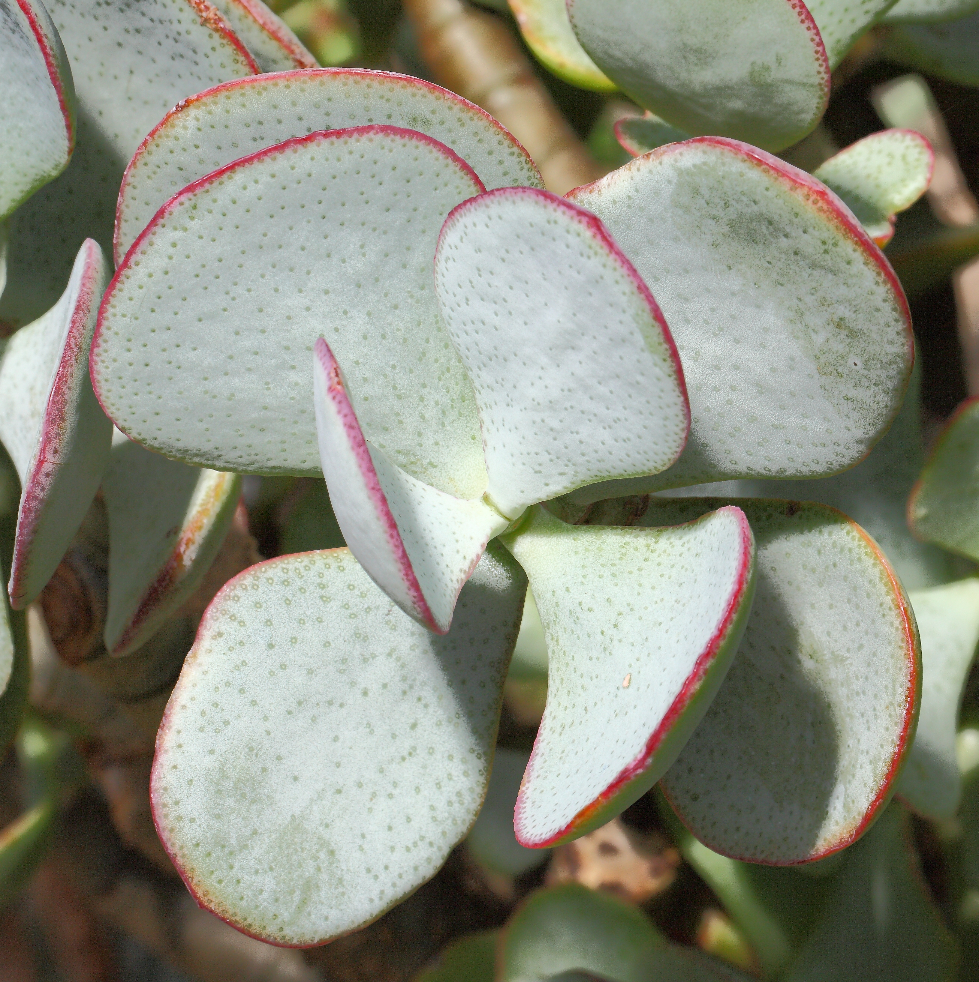 Crassula_arborescens,_Jard%C3%ADn_Bot%C3%A1nico,_M%C3%BAnich,_Alemania_2012-04-21,_DD_02.JPG