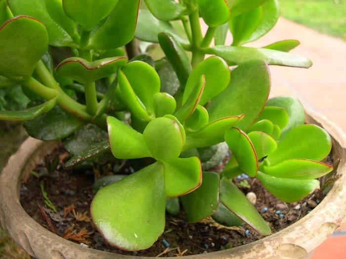crassula_arborescens1.jpg