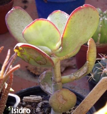 Crassula_arborescens1.jpg