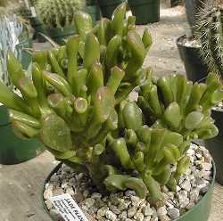 Crassula_argentea2.jpg