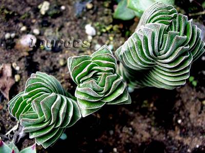 Crassula_buda_temple_Lourdes.jpg
