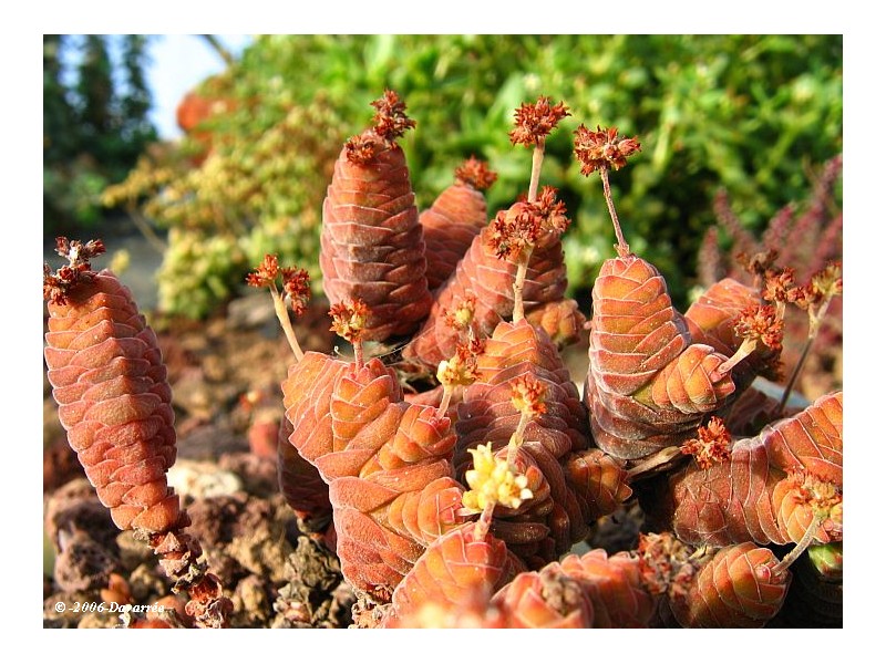 Crassula_columella_aout_2006.jpg