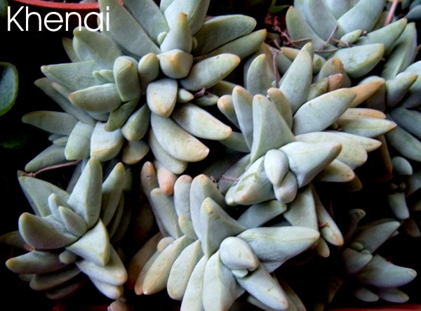 crassula_cornuta.jpg
