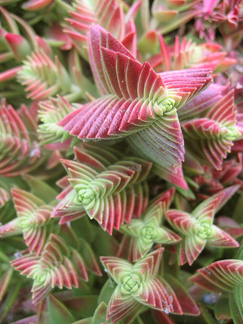 crassula_corymbulosa3.jpg