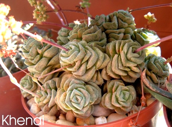 crassula_cv_dorothy.jpg