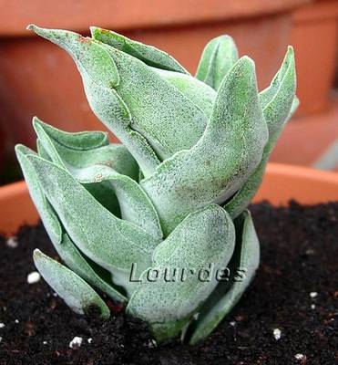 Crassula_cv_Pink_Pyramid_1.jpg
