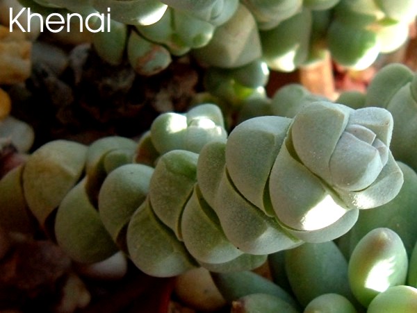 crassula_deceptor1.jpg