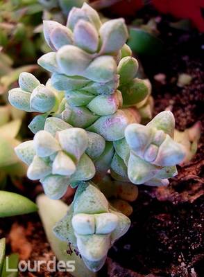crassula_deceptrix_var_lourdes.jpg
