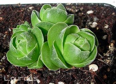 crassula_emerald_C_barklyi_x_susannae_lourdes.jpg