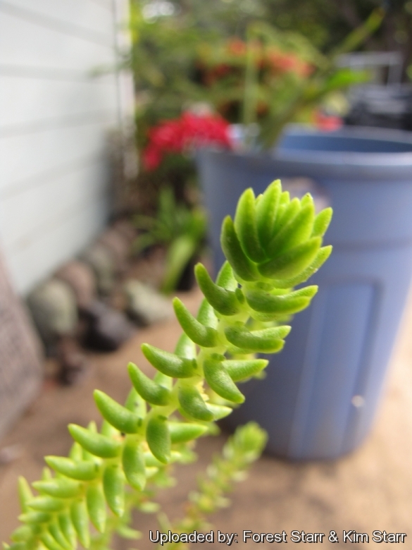 Crassula_ericoides_21298_l.jpg