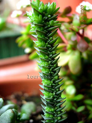 Crassula_ericoides_lourdes.jpg