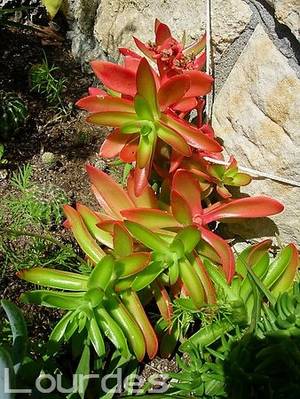 crassula_erosula_cv_campfire_lourdes.jpg