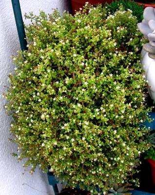 Crassula_expansa_ssp_fragilis_lourdes.jpg