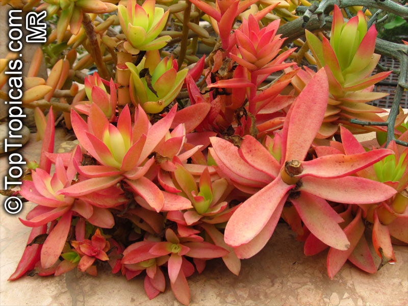 Crassula_flamea.jpg