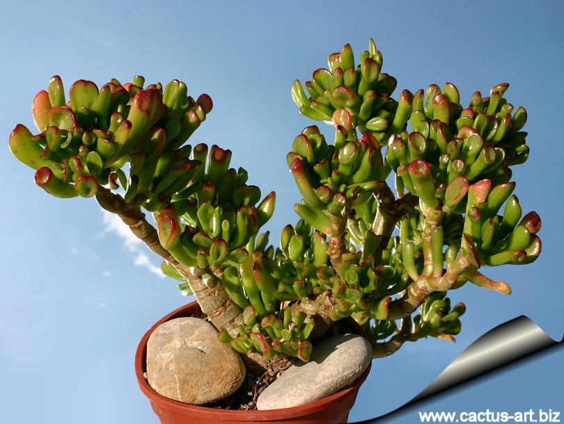 Crassula_gollum_810.jpg