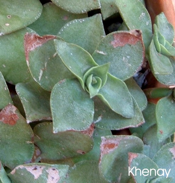 crassula_lactea.jpg