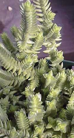 Crassula_lycopodioides.jpg