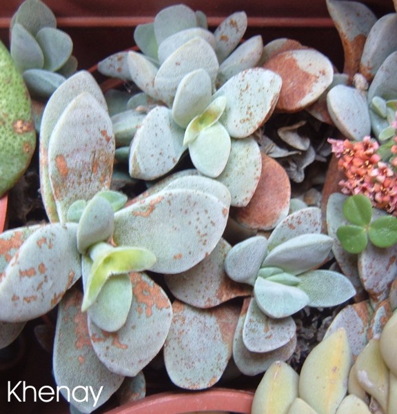 crassula_m_beauty.jpg