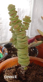 Crassula_marnierana1.jpg
