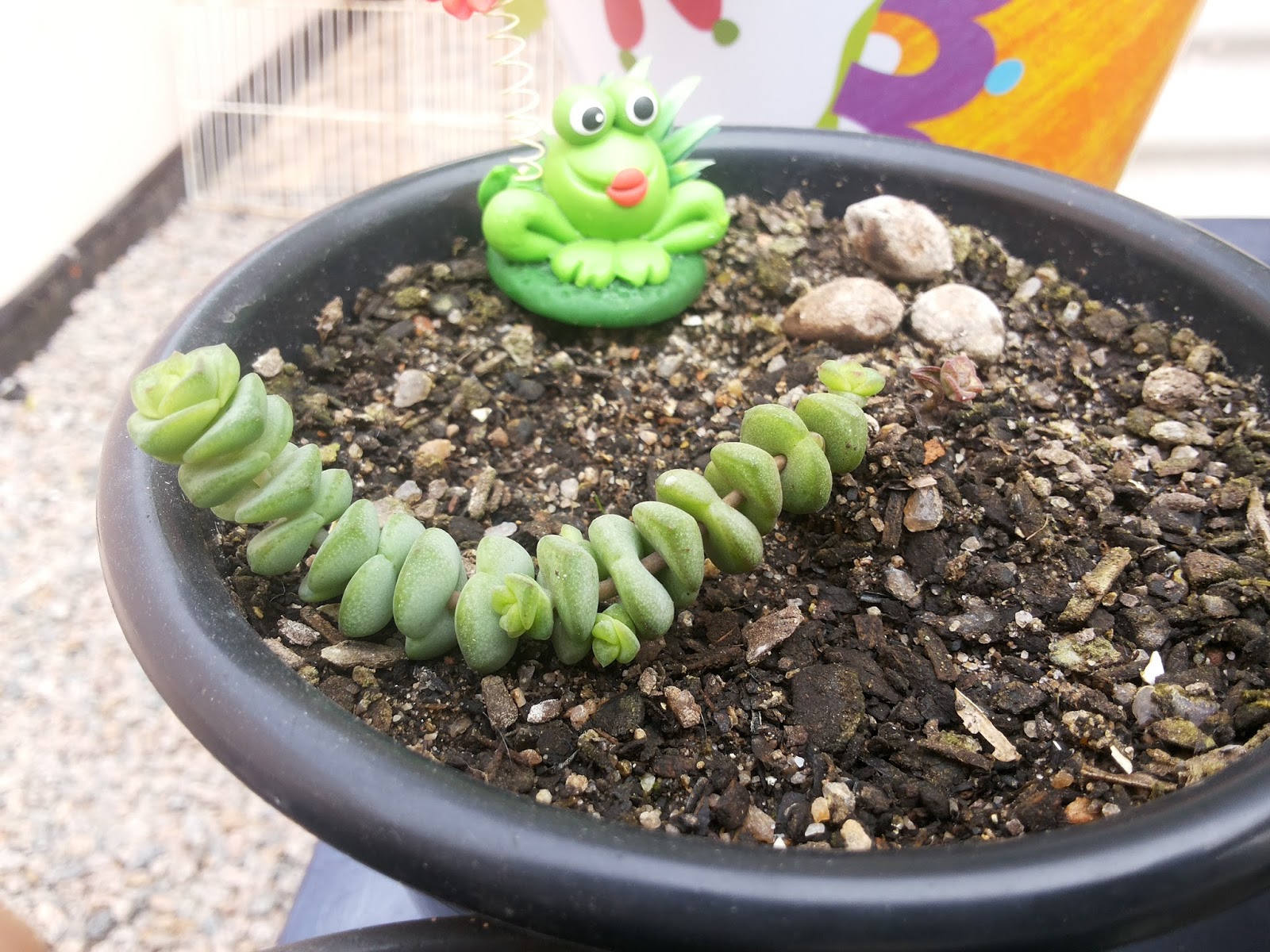 crassula_marnieriana_04.jpg