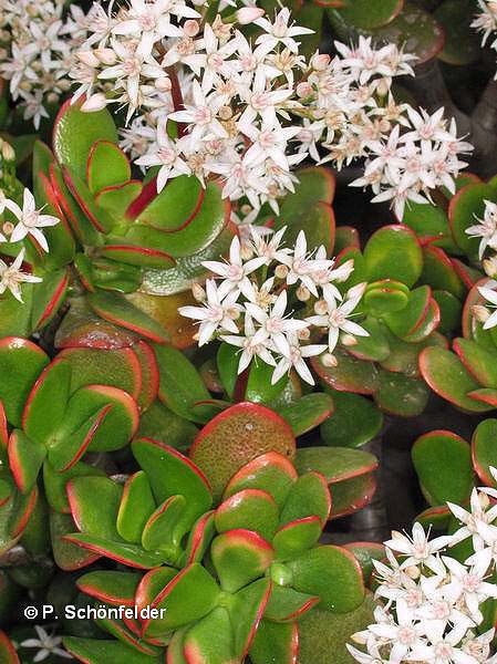 Crassula_ovata.jpg