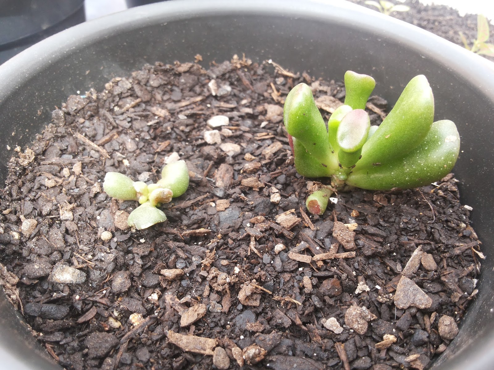 crassula_ovata_gollum_02.jpg