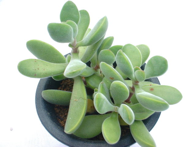 crassula_rogelsii.jpg