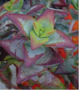 Crassula_rupestris3.jpg