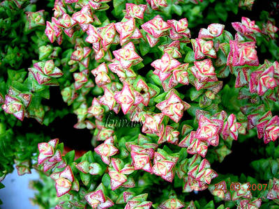 crassula_rupestris_ssp_brevifolia_lourdes.jpg