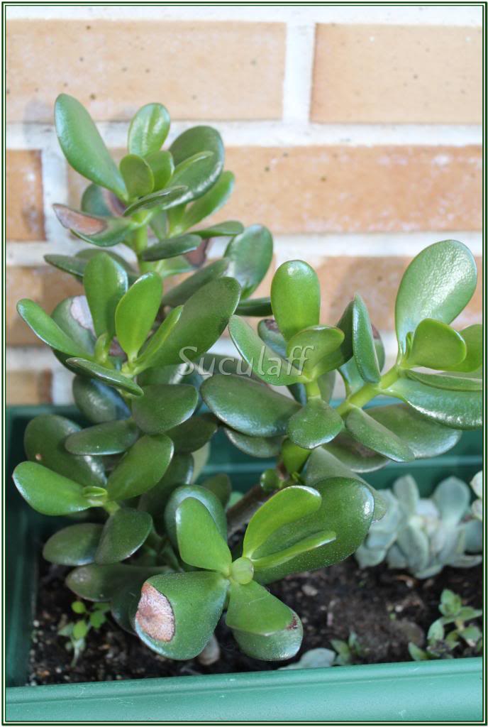CRASSULAARBORESCENSOARBOLDEJADE_zpsb5e06df3.jpg