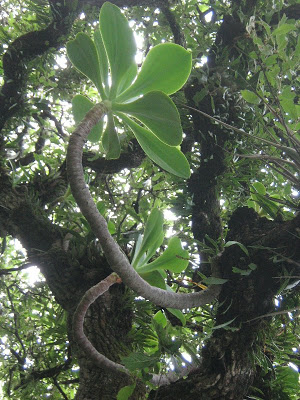 crassulaceae_epifita2.jpg
