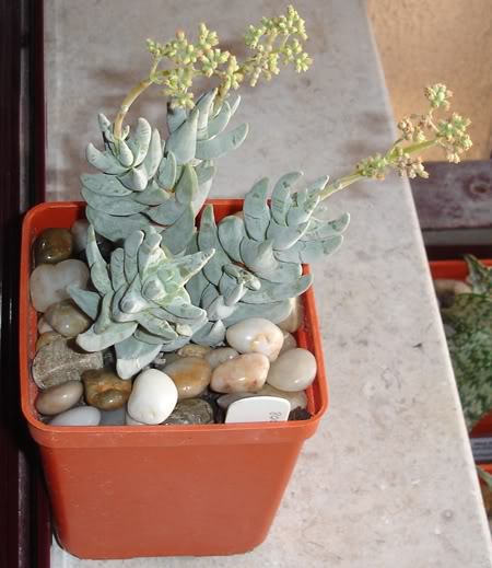 crassulacornuta10_2008.jpg