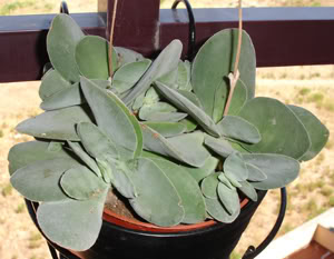 crassulacotyledonis.jpg