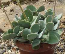 crassulacotyledonis.jpg