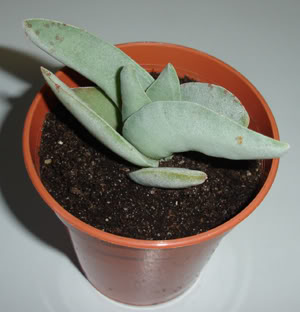 crassulafalcata11_07.jpg