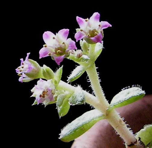 crassulaflor3.jpg