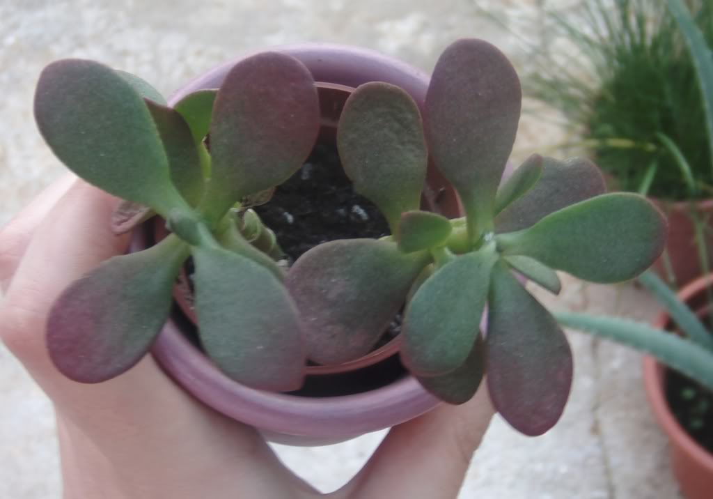 crassulamorada.jpg