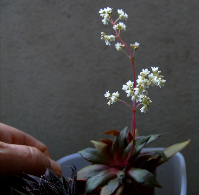 Crassulaorbiculatavarroseiflora_flr.jpg