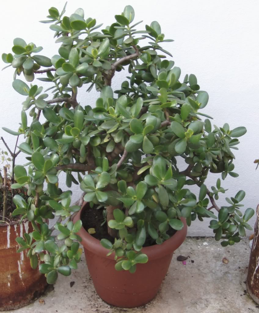 crassulaovata.jpg