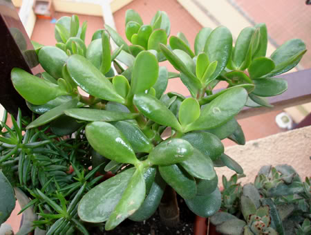 crassulaovata03_2008.jpg