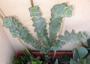 crassulaperforata.jpg
